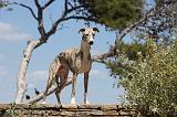 WHIPPET 044